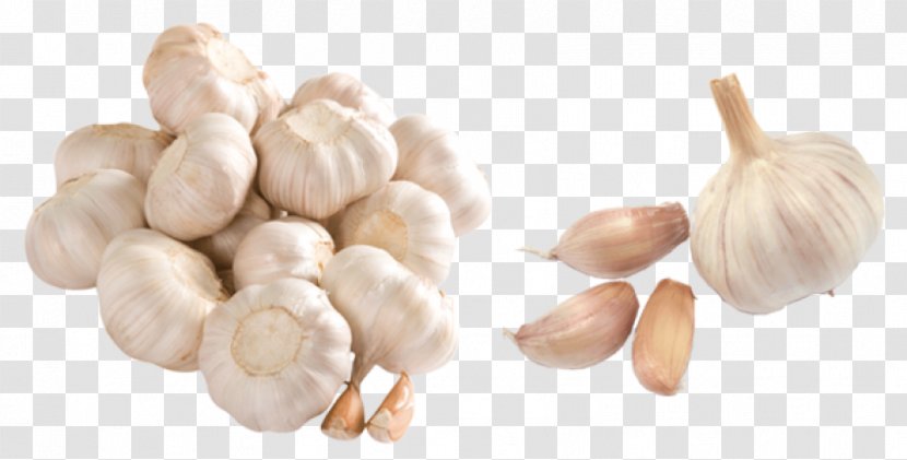 Garlic Clip Art - Allioideae Transparent PNG