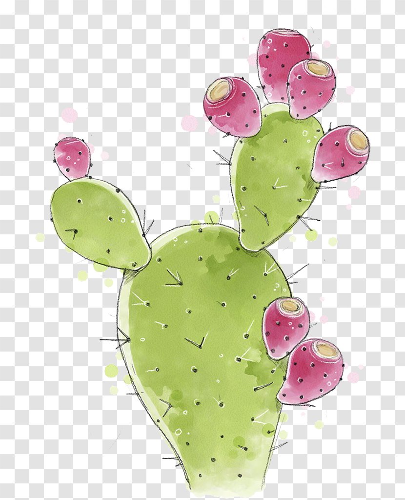 Cactaceae Barbary Fig Nopal - Cactus - Hand Painted Transparent PNG