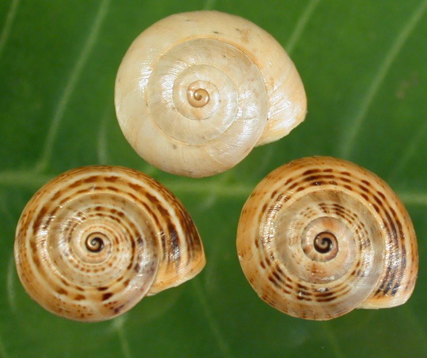 Gastropods Sea Snail Seashell Gastropod Shell - Conchology Transparent PNG