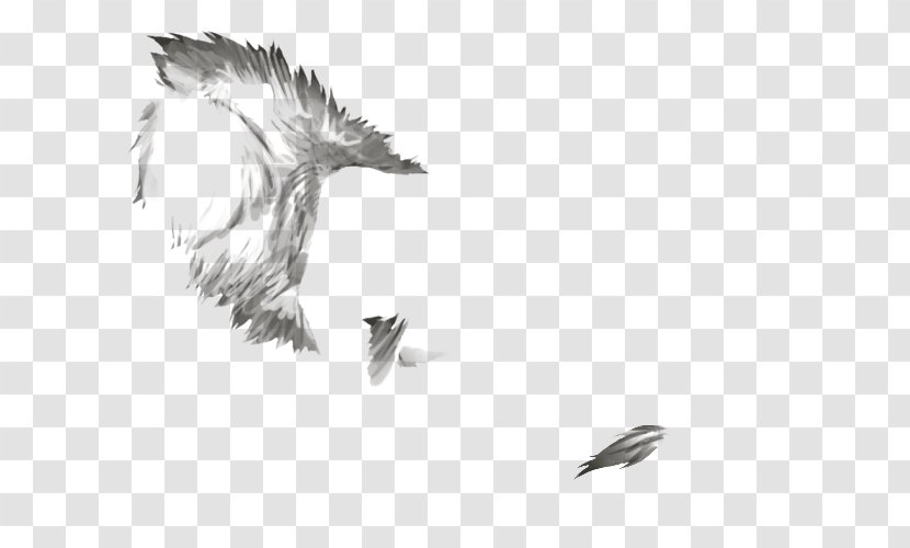Bald Eagle Beak Feather White Font - Tail Transparent PNG