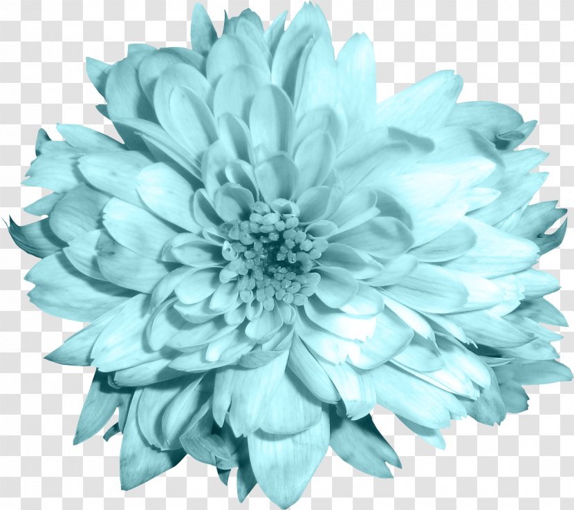 Cut Flowers Chrysanthemum Blue - Chrysanths - Pastel Transparent PNG