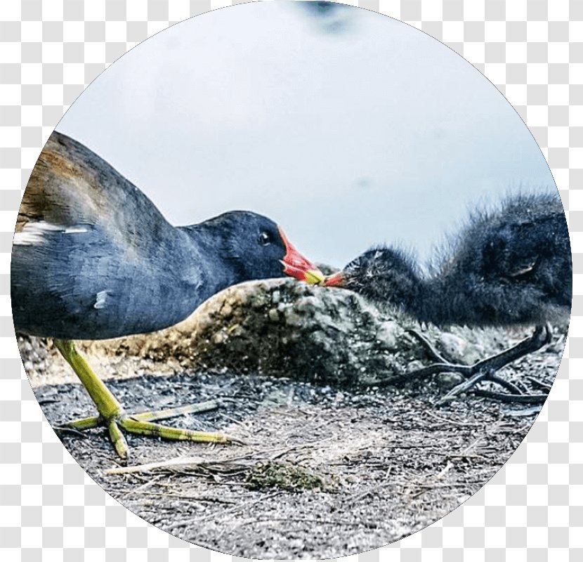 Bird Social Media Beak Cygnini Goose - Photographer Transparent PNG