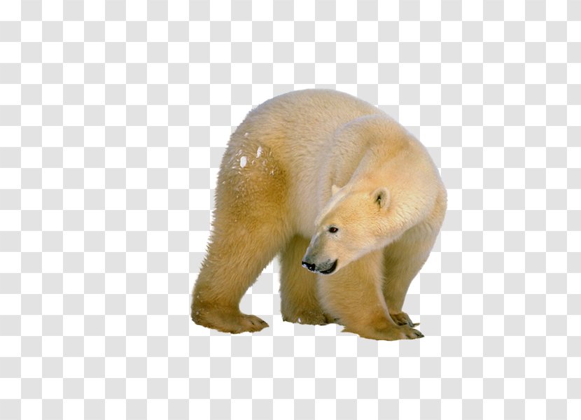 Polar Bear Download - Data - Osos Transparent PNG