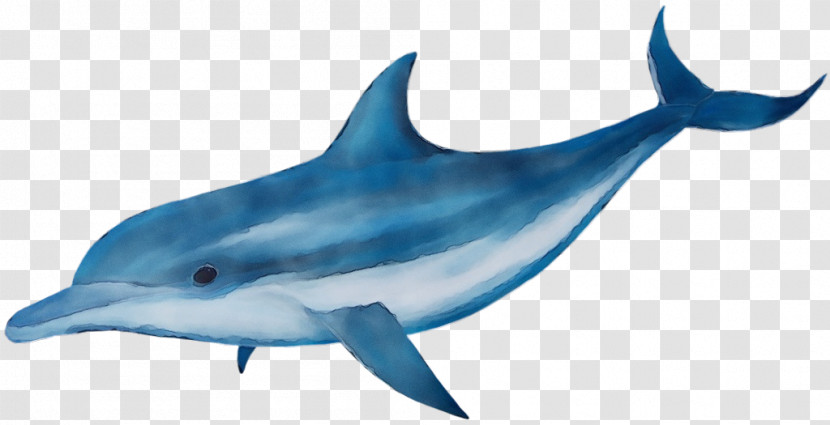 Fin Fish Dolphin Cetacea Bottlenose Dolphin Transparent PNG