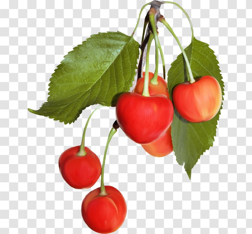 Cherry Cerasus Blog Malpighia Glabra - Fruit Transparent PNG