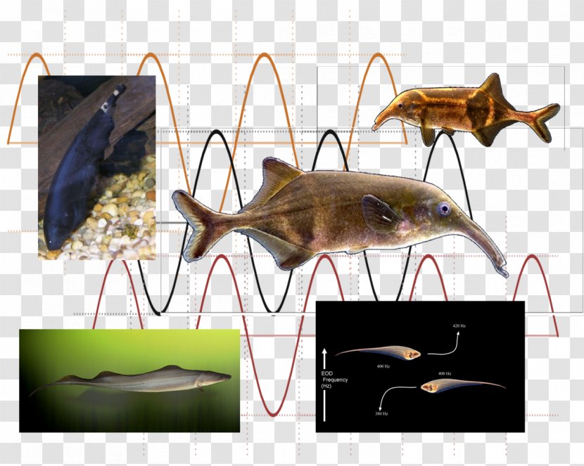 Platypus Electric Fish Electrocommunication Animal Communication Electroreception - Field - Environments Transparent PNG