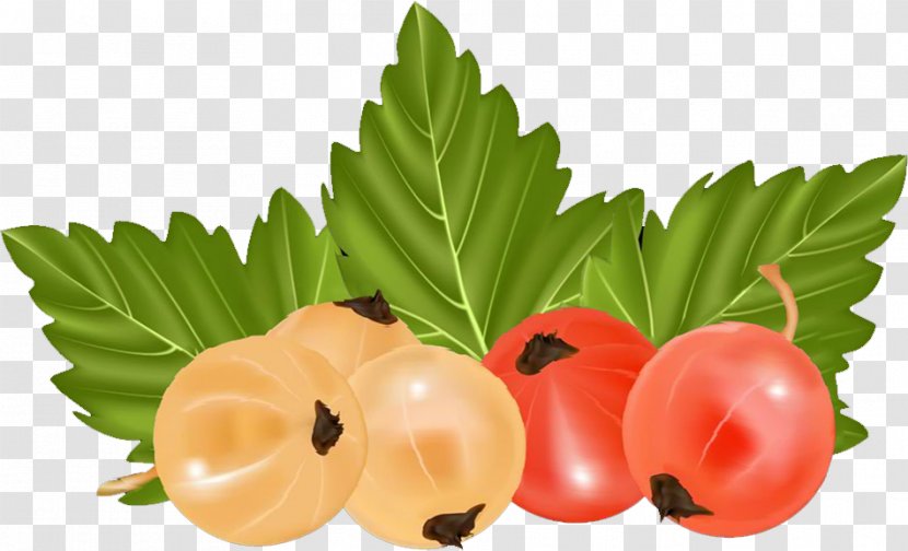 Berry Redcurrant Euclidean Vector Food - Cherry Transparent PNG
