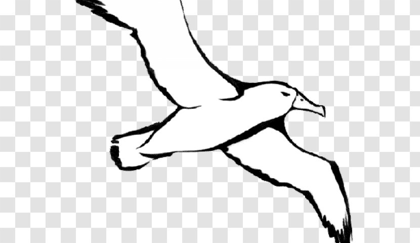 Bird Line Drawing - Blackandwhite - Elbow Foot Transparent PNG