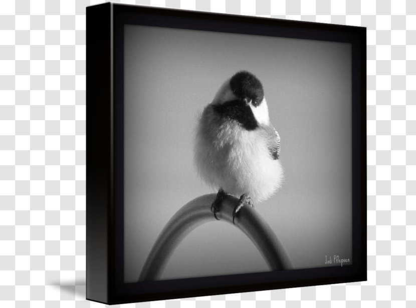 Picture Frames Beak White - Frame - Chickadee Transparent PNG