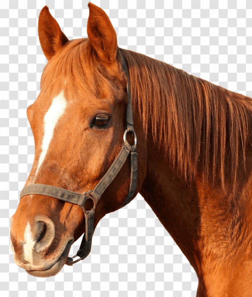 Horse Coloring Book Animal Adult - Stallion Transparent PNG