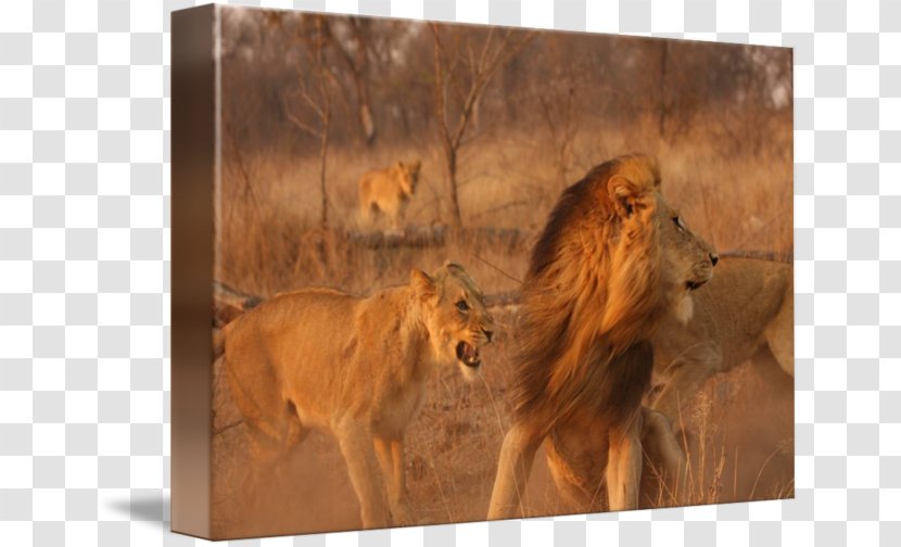 East African Lion Maasai Mara Wildlife Terrestrial Animal - Big Cats - Dancing Transparent PNG