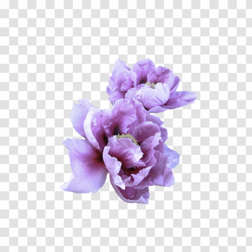 Lavender - Flowering Plant Sweet Pea Transparent PNG