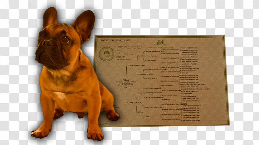Dog Breed Reproduktor Puppy Gremlin - Civil Code - Gremlins Transparent PNG