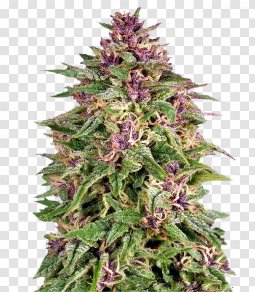 Skunk Frisians Marijuana Cannabis Sativa Cultivation - Herb Transparent PNG