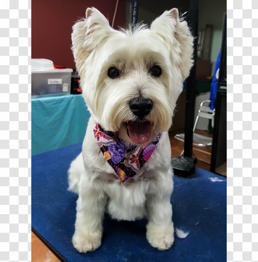 West Highland White Terrier Cairn Schnoodle Maltese Dog Companion - Hairdress Transparent PNG