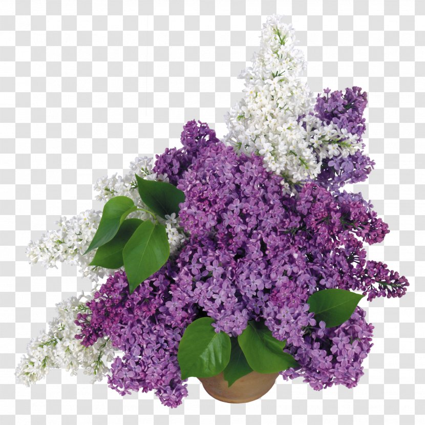 Desktop Wallpaper Common Lilac Display Resolution - Plant - Flower Transparent PNG