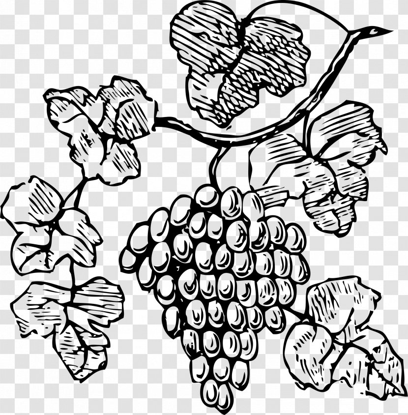 Common Grape Vine Decorative Borders Clip Art - Flora - Grapes Transparent PNG