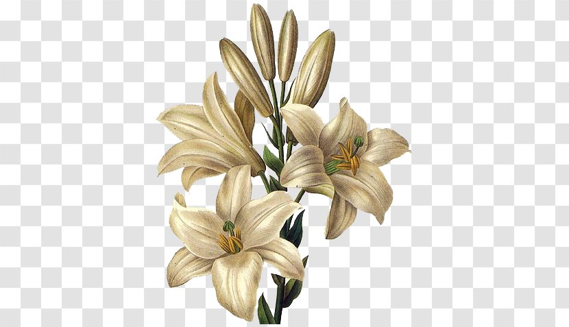 Lilium Candidum Drawing Flower Painting Easter Lily Transparent PNG