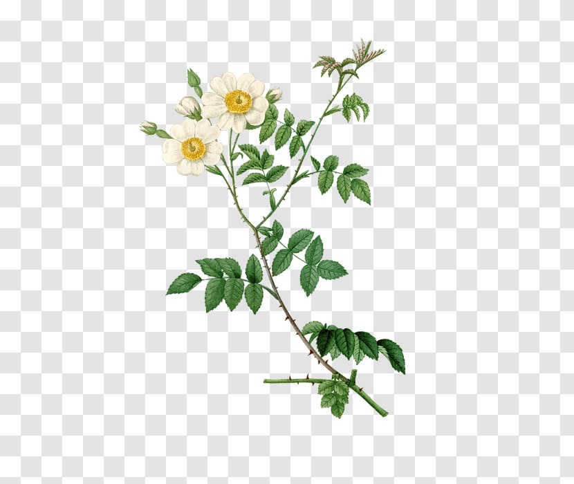 Dog-rose Botany Brocante Collection Plant Stem Subshrub - Cabbage Rose - Arab Greeting Card Transparent PNG