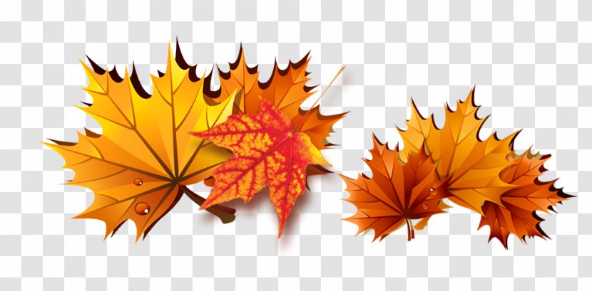 Maple Leaf - Autumn - Leaves Transparent PNG