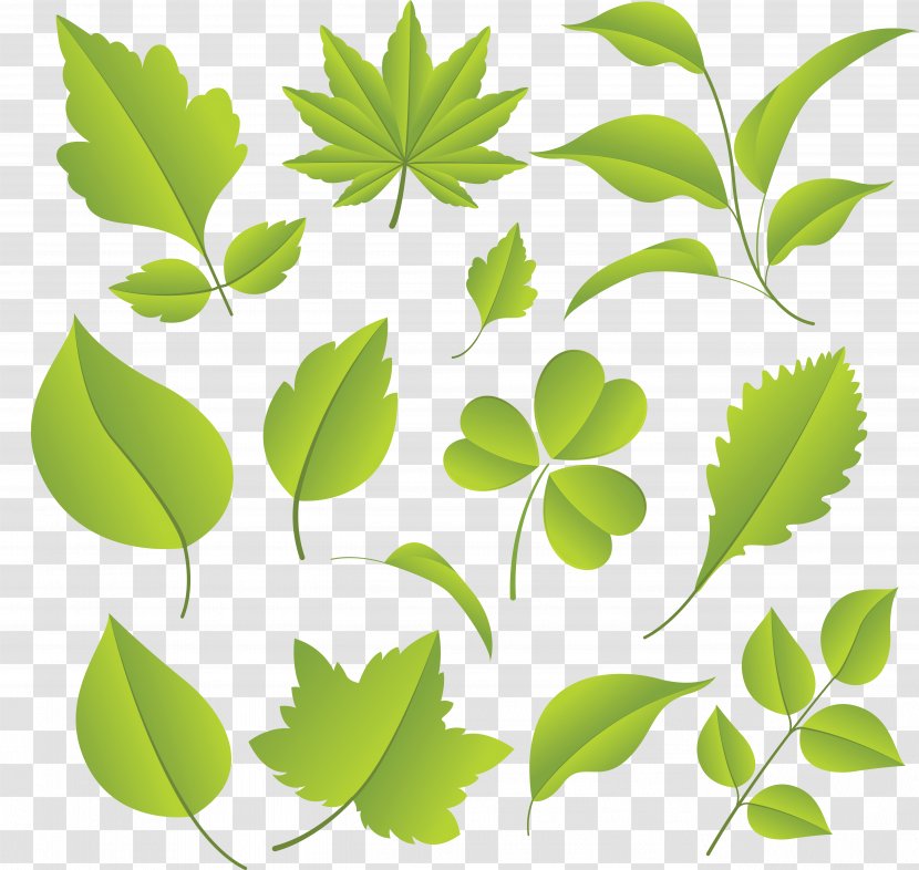 Plant Download Leaf - Stem - Green Leaves Transparent PNG