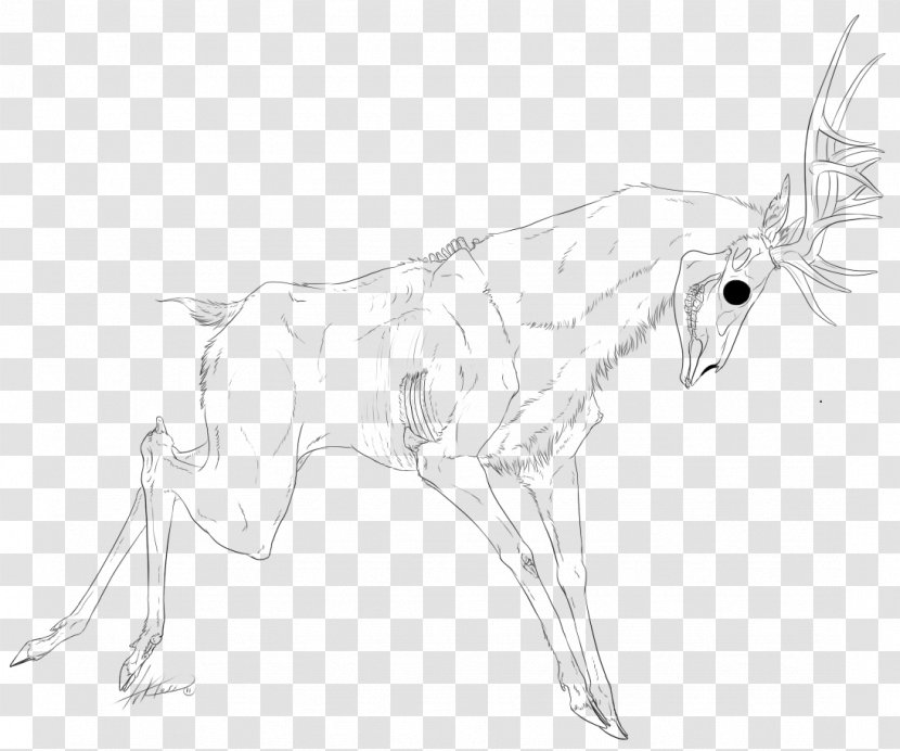 Canidae Hare Deer Drawing Sketch - Fauna - Nymph Transparent PNG