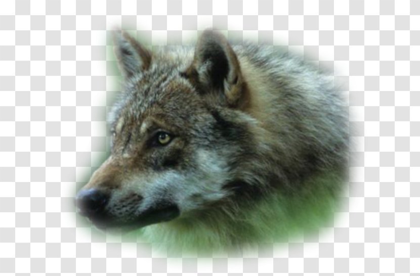 Alaskan Tundra Wolf Coyote Dhole Wolfdog - Gray - Dog Transparent PNG