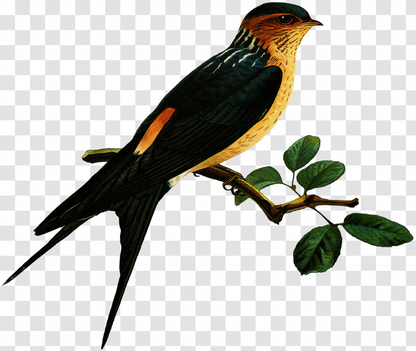 Bird Beak Old World Oriole European Swallow Eurasian Golden Oriole Transparent PNG