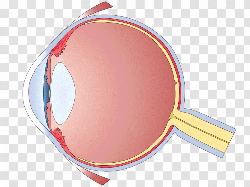 Human Eye Diagram Pattern - Color Transparent PNG