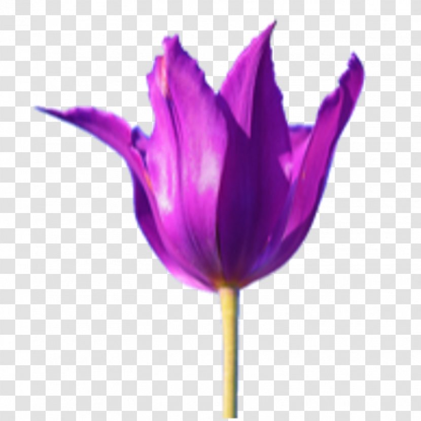 Tulip Crocus Petal Close-up Plant Stem - Purple Transparent PNG