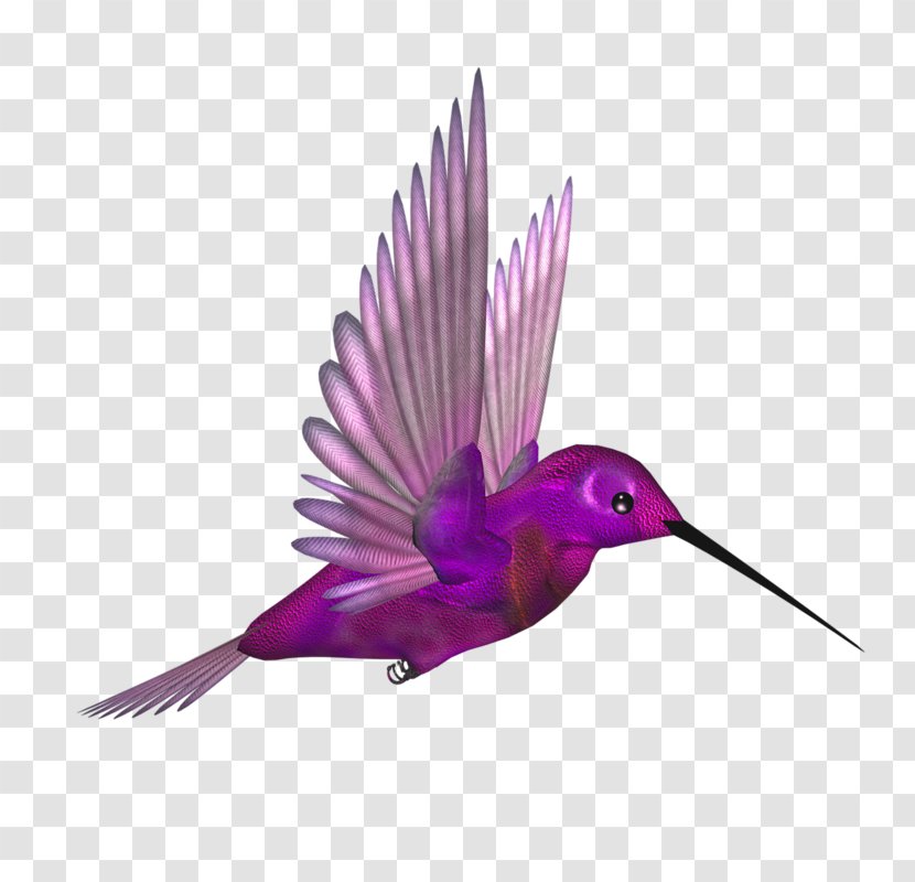 Hummingbird Flight Beak Wing - Bird - Purple Fly Transparent PNG