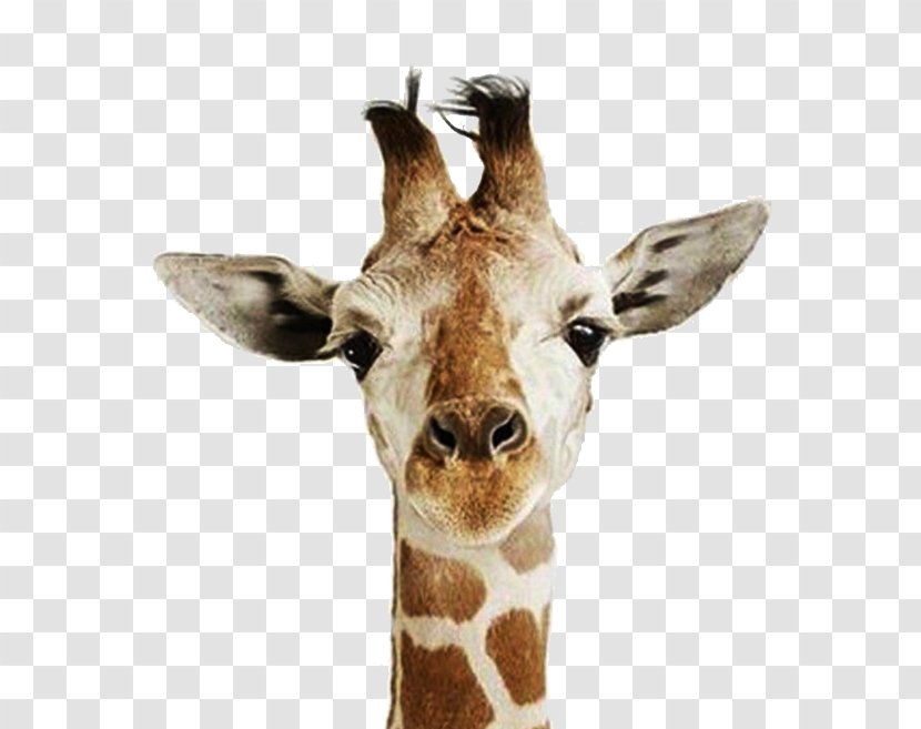 United States Happiness Love Names Of The Days Week - Mammal - Giraffe Head Transparent PNG