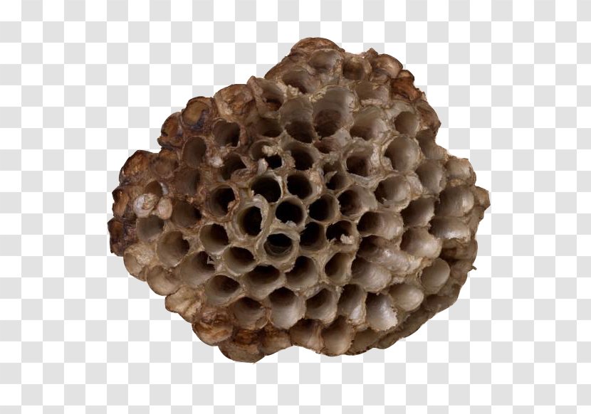 Honeycomb Nest Wasp - Ha - Empty Hornet's Transparent PNG