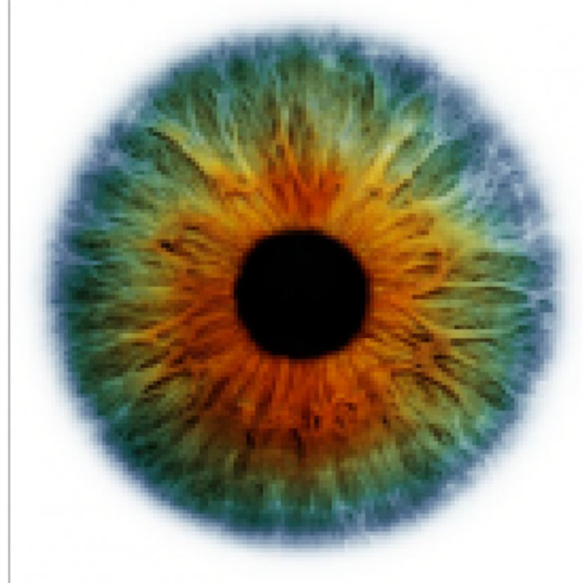 Eye Color Human Green - Tree Transparent PNG