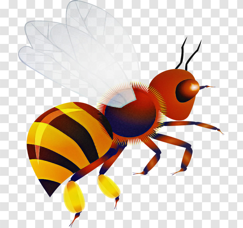 Insect Pest Honeybee Fly Membrane-winged Insect Transparent PNG