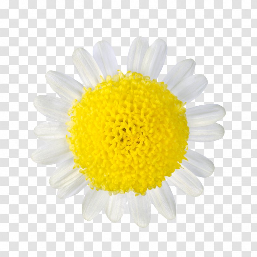Common Daisy Petal Flower - Abstract Flowers Picture Beautiful Background Image Transparent PNG