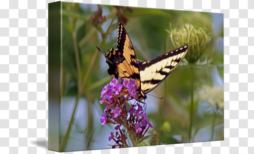 Monarch Butterfly Lycaenidae Moth Nymphalidae - Glossy Butterflys Transparent PNG