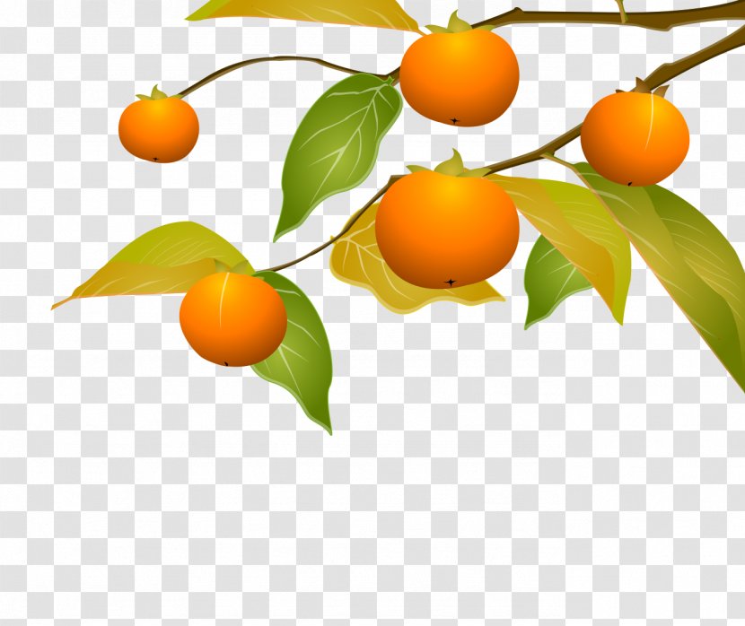 Kumquat Tangerine Persimmon Clementine - Hand-painted Tree Transparent PNG