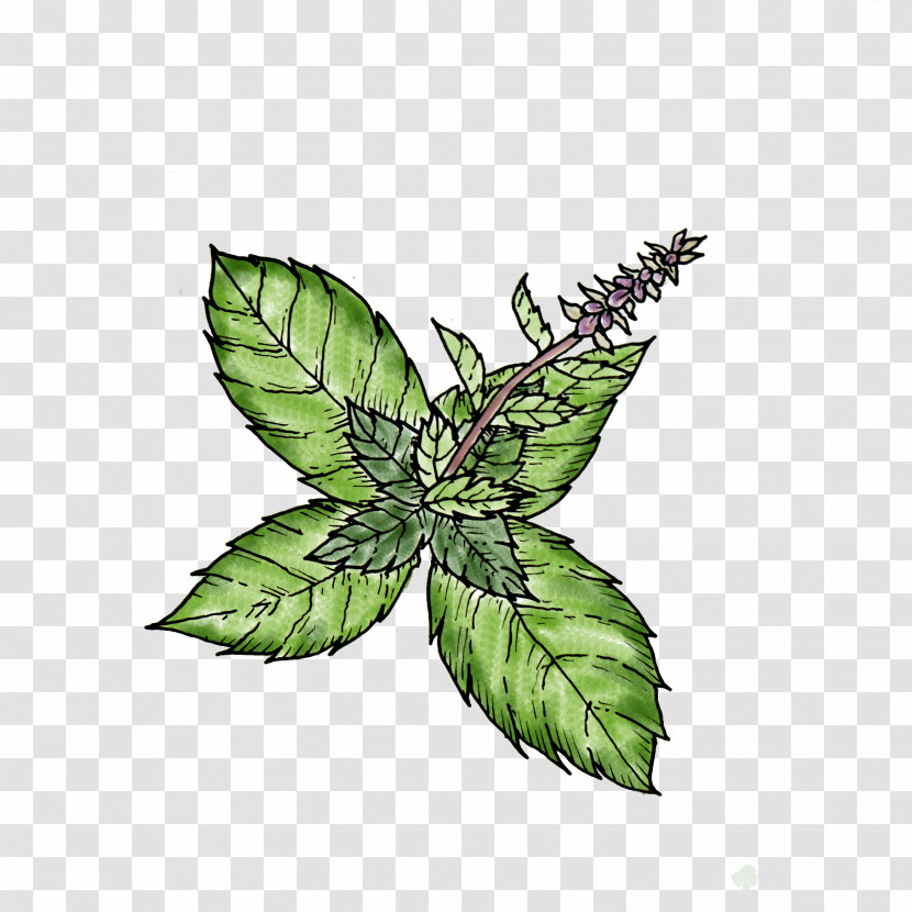 Leaf Plant Flower Hemp Family Herb Transparent PNG
