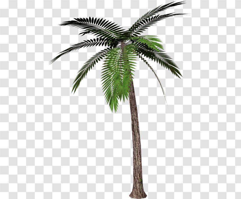 Clip Art Palm Trees Transparency Mexican Fan - Tree Transparent PNG