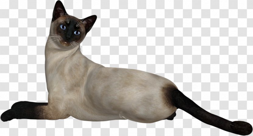 Siamese Cat Congenital Sensorineural Deafness In Cats - Like Mammal - White Transparent PNG