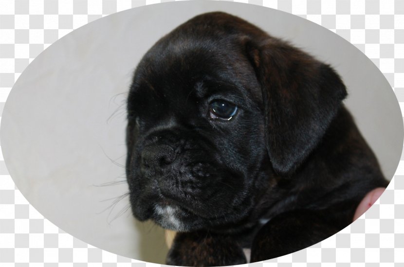 Puggle Bullmastiff Boxer Cane Corso - Dog Breed - Puppy Transparent PNG