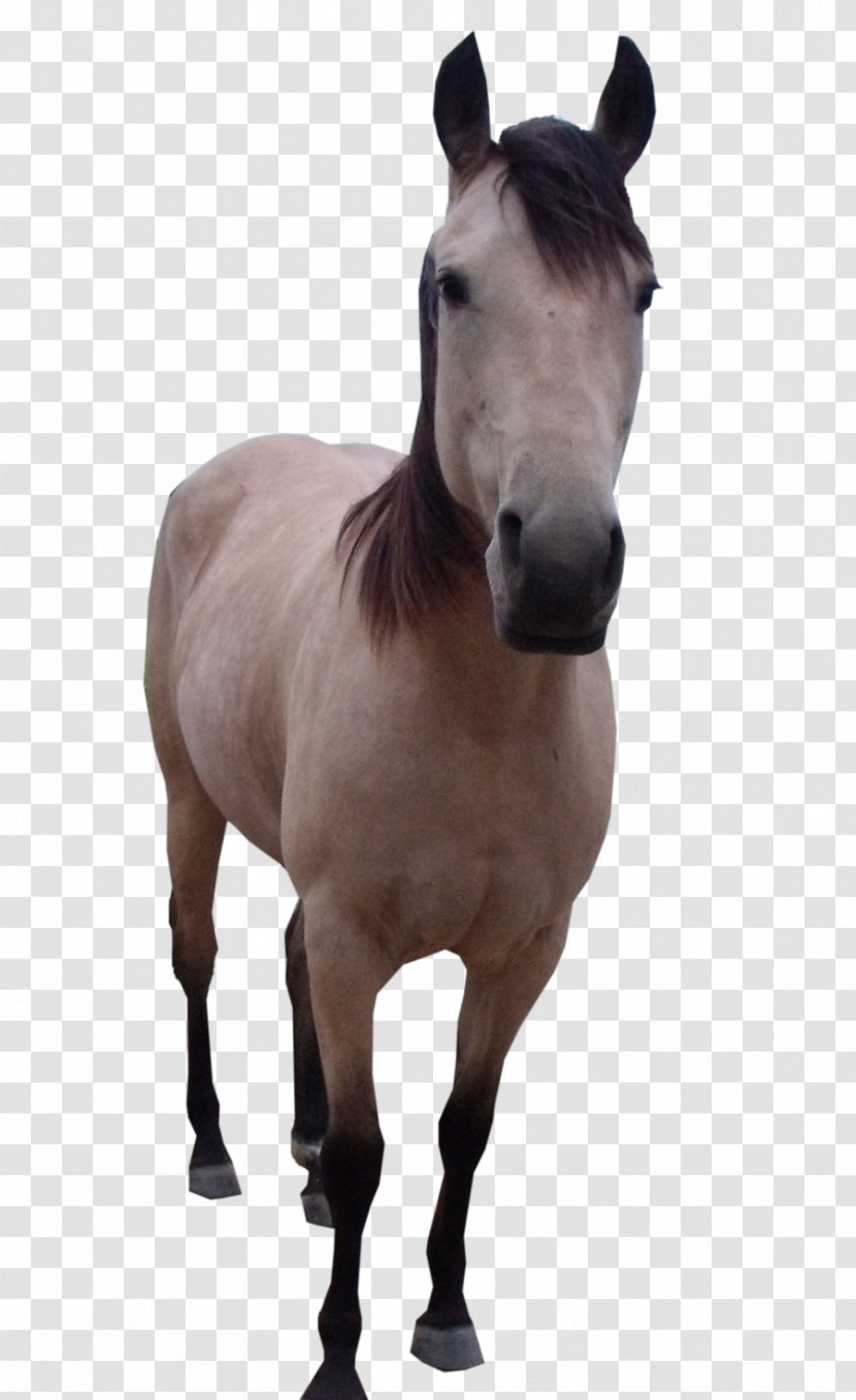 Mule Mustang - Mane Transparent PNG