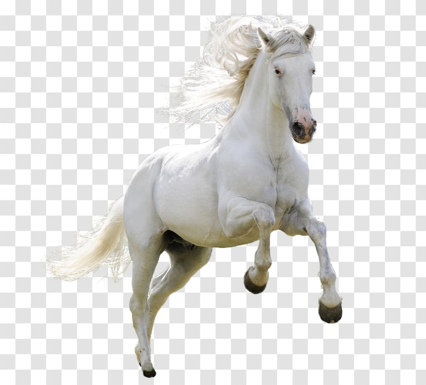 Mongolian Horse Arabian Ferghana Akhal-Teke Pony - High Definition Television - White Jumping Transparent PNG