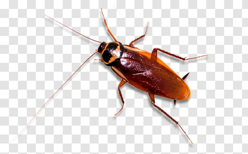 German Cockroach Insect Pest Control - Organism Transparent PNG