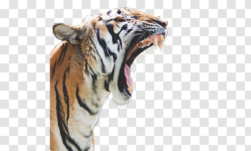 Felidae Bengal Tiger Lion Cougar Cat - Terrestrial Animal - Tigers Roar Transparent PNG