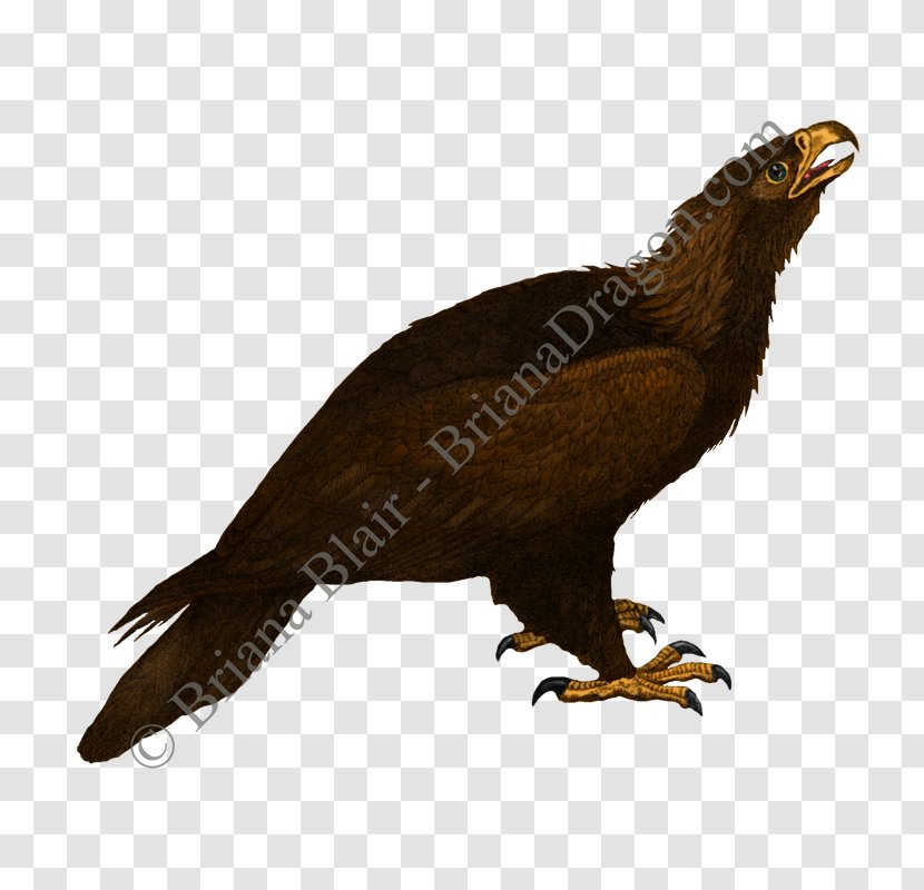 Bird Of Prey Accipitriformes Buzzard Vulture - Golden Eagle Transparent PNG