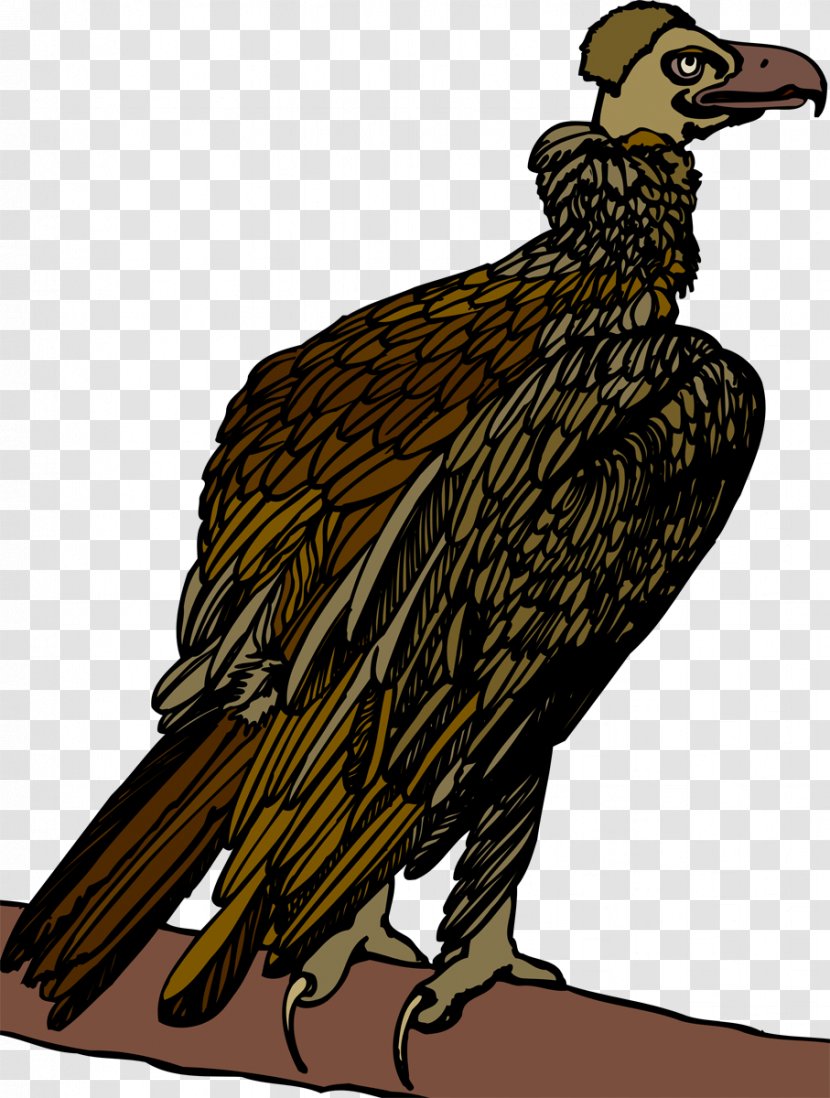 Bird Of Prey Beak Vulture Eagle - Fauna Transparent PNG