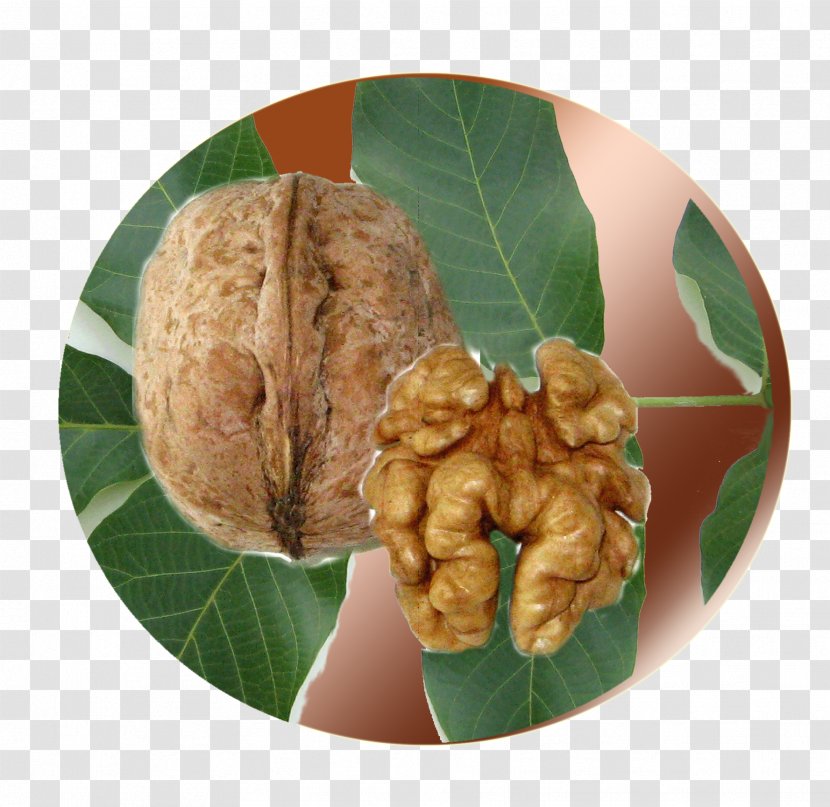 Walnut - Nut - Ingredient Transparent PNG