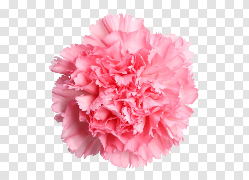Carnation Cut Flowers Mother's Day Rose - Flower Bouquet - Pink Transparent PNG